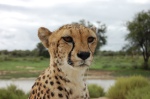 Kiki the cheetah at Naankuse1