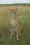 Kiki the cheetah at Naankuse2